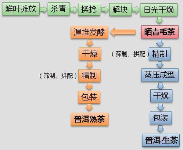 普洱生茶和熟茶加工工艺概览