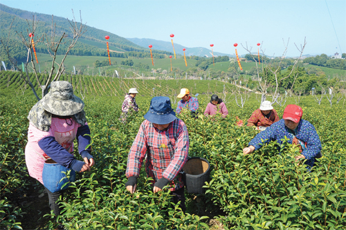 乾元茶场茶农正在采摘早春茶